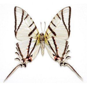 EURYTIDES MACROSILAUS PENTHESILAUS EURYTIDES MACROSILAUS PENTHESILAUS